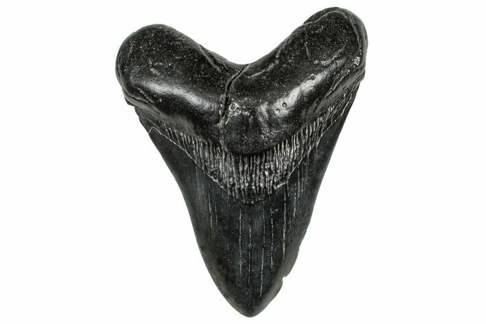 Fossil Megalodon Tooth - South Carolina #327557